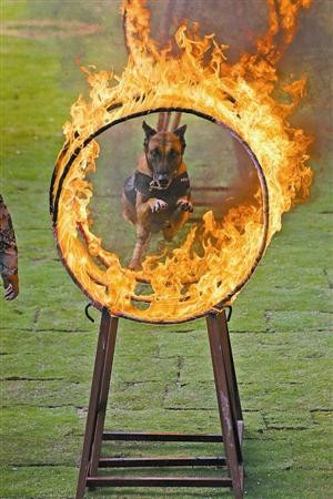 警犬体能火圈 FY-JQK-L6